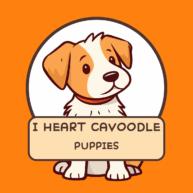 I HEART CAVOODLE PUPPIES